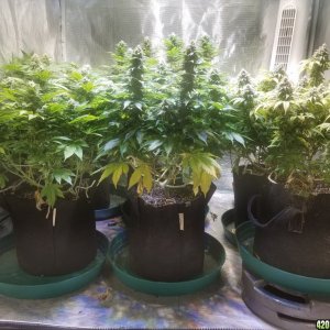 Sour D, Pakastan V, Critical K, Super Skunk, Chemdawg