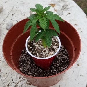 Sour G day 28 transplant