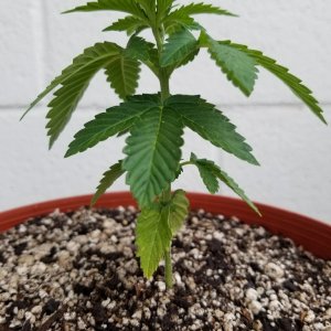 Sour G day 28 transplant