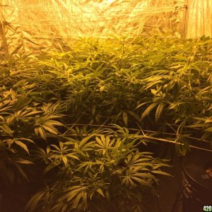 IslandGrower420 - Crop King