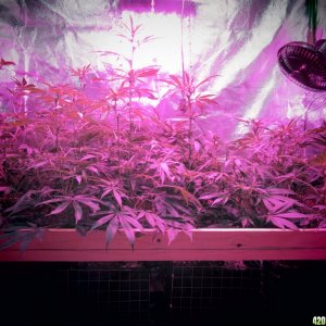 Day 105 of Grow / Day 22 of Flowering