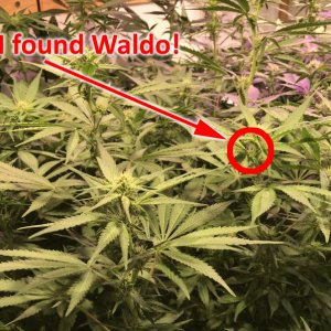 waldo