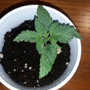 Durban Poison Seedling