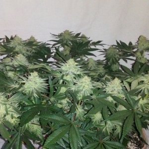 Moonshine blueberry grow