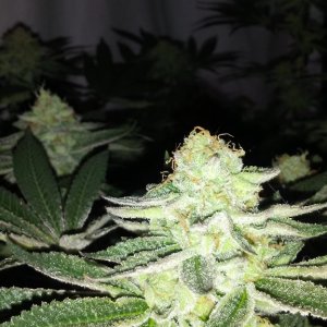 Moonshine blueberry grow