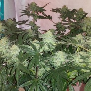 Moonshine blueberry grow