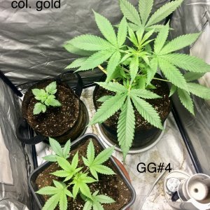 GG#4