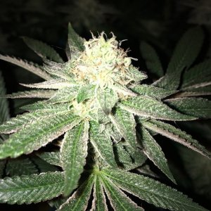 Moonshine blueberry grow