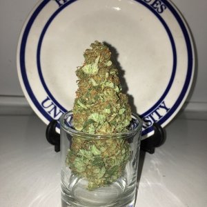 Moonshine blueberry grow