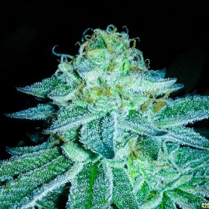 Moonshine blueberry grow