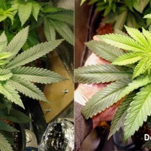 Usul's Grow 2.1 - Day 53 detail