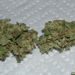 Mazar Afghan Buds - Two Weeks Cured