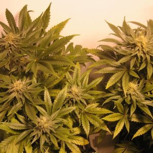 Medijuana plants in flower