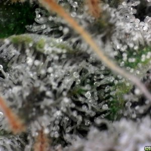 trichomes