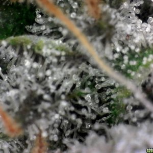 trichomes