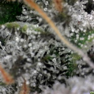 trichomes