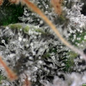 trichomes