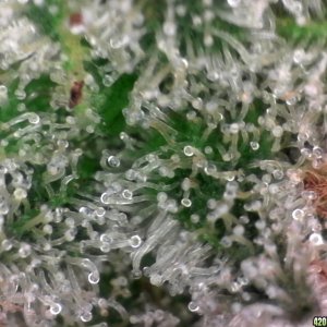 trichomes