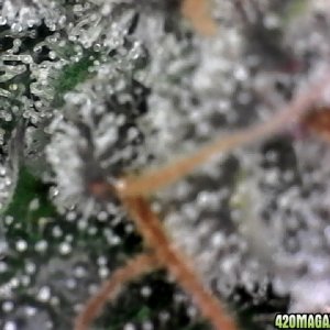 trichomes