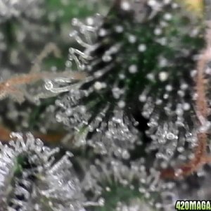 trichomes