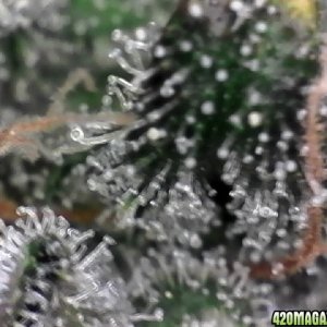 trichomes