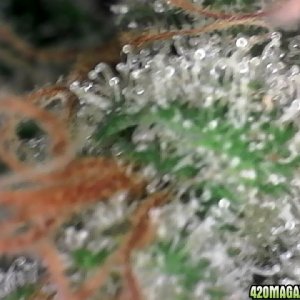 trichomes