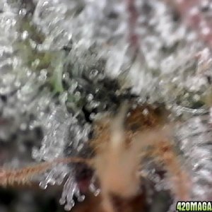 trichomes