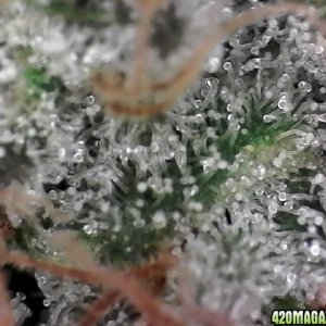 trichomes