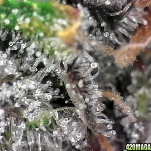 trichomes