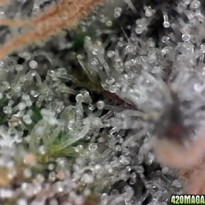 trichomes