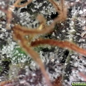 trichomes