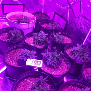 Day 30 veg lst