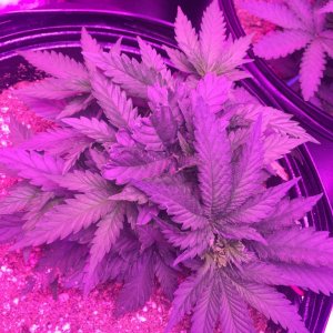 Day 30 veg lst