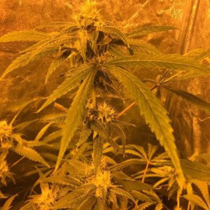 IslandGrower420 - Crop King