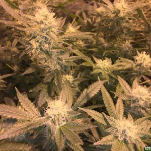 IslandGrower420 - Crop King