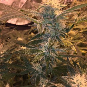 IslandGrower420 - Crop King