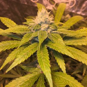 IslandGrower420 - Crop King