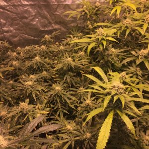 IslandGrower420 - Crop King