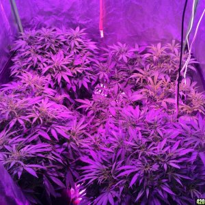 IslandGrower420 - Crop King