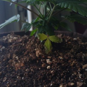 Whitewidow5thweek