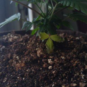 Whitewidow5thweek