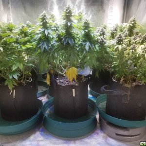 Sour D, Pakastan V, Critical K, Super Skunk, Chemdawg