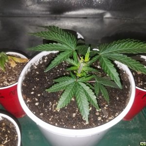 Sour D, Pakastan V, Critical K, Super Skunk, Chemdawg