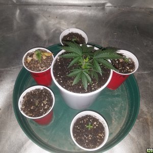 Sour D, Pakastan V, Critical K, Super Skunk, Chemdawg