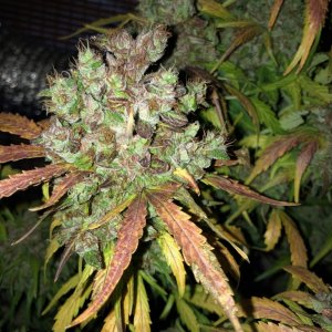 White Widow Auto - Crop King Seeds - V2