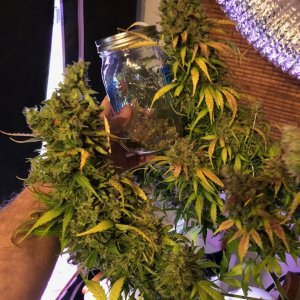 White Widow Auto - Crop King Seeds - V2