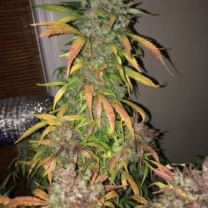 White Widow Auto - Crop King Seeds - V2