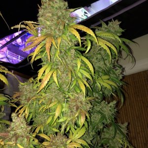 White Widow Auto - Crop King Seeds - V2