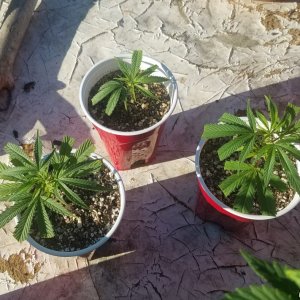 AK clones