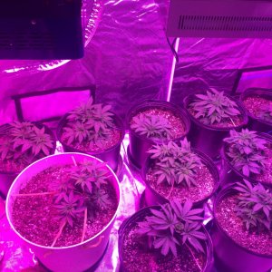 Day 31 veg crop king seeds